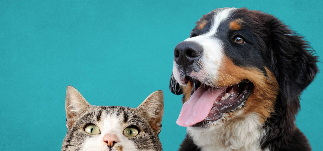 available-at-munchies-pet-products